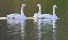 白天鹅公园_350字