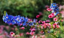 春天和冬天_150字