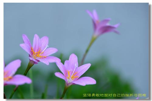 强花_100字