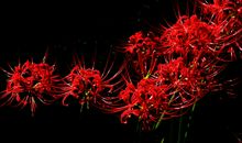 推理——女孩手中的曼殊沙华?彼岸花（一）_1500字