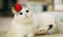 狐狸和小猫_550字