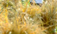 汗水后的喜悦_400字