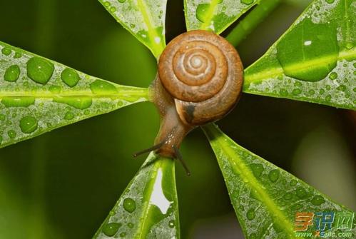 不平均蜗牛_400字