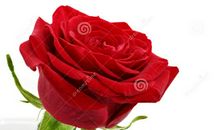 美丽的玫瑰花_300字