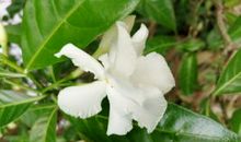 最美“枙子花”_900字