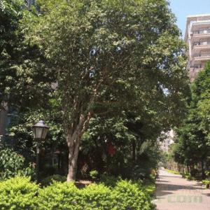 路边桂花树_400字