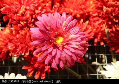 美丽的菊花_350字