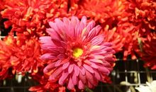 美丽的菊花_350字