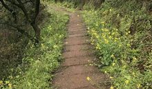 我家门前的小路_750字