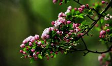 春天的清晨_200字