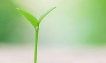 希望的种子_550字