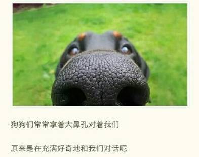 给榆林狗节的一个字母_1200字