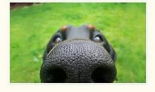 我的一封写给参加玉林狗肉节人们的信_1200字