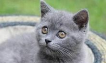 蓝猫是不是在骗人_650字