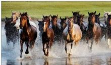 呼啸沧桑_1000字