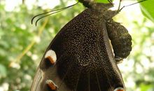 致，已逝的爷爷_200字