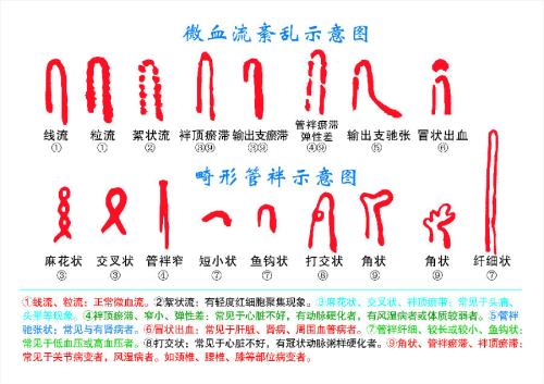 生命的营养素_900字