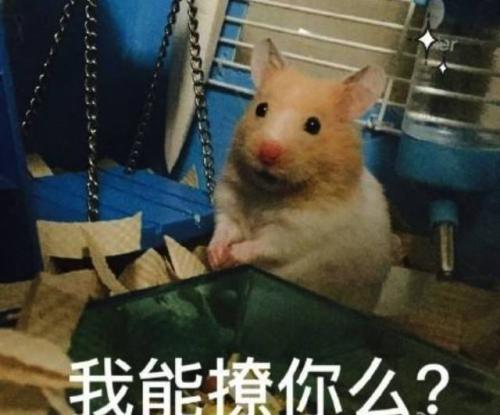 椰树，你想念我吗？ _650字