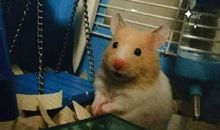 可可，你想我吗_650字