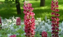 给最最最亲爱的妈妈_1200字