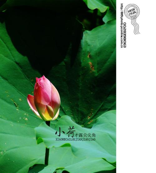 小池花_200字