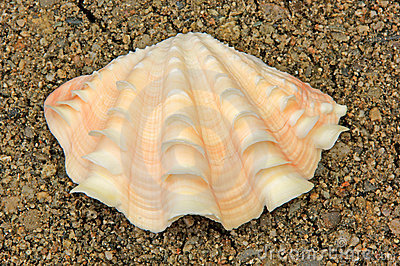 shell _400字