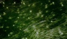 飘洒思绪_1200字