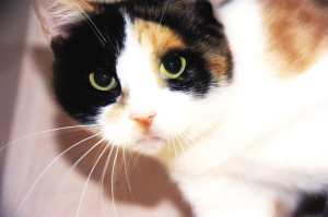 黑色花猫在我家_600字