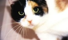 我家的黑花猫_600字