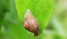 养蜗牛的乐趣_300字