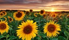 坚强却坠落的向日葵（第一集）_450字