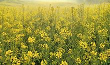 成长的风景_750字