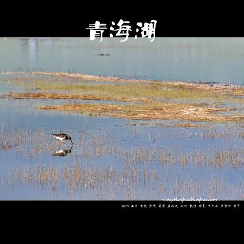 青海湖_700字