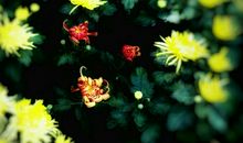 秋菊的记忆_1000字