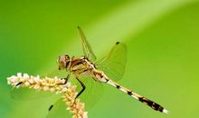 肩膀上的蜻蜓_200字