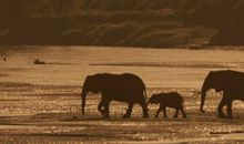 鲸给主席大人的信_350字