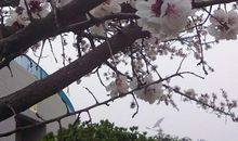 写给春天的信_750字