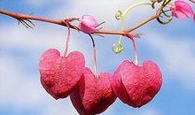 心灵深处的花瓣_800字