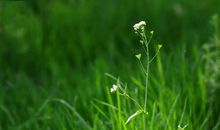 呼唤“绿色”_800字