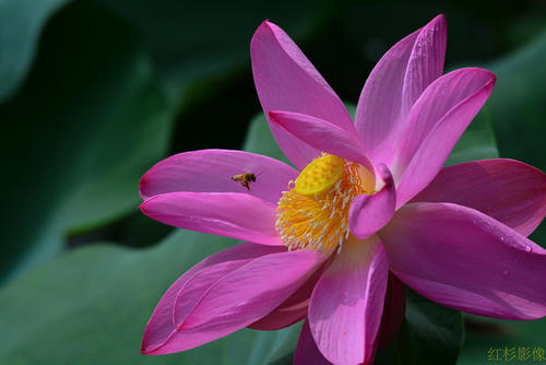 香水莲花_400字