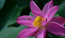 芬芳的荷花 _400字