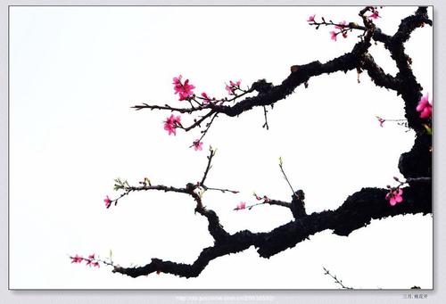 踩_900字