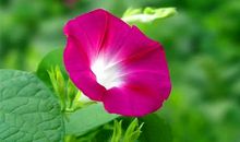 共同的期盼_1200字