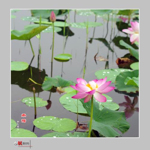 在雨前，在雨中，雨是三首歌_200字
