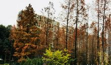 迷人的处州公园 _550字