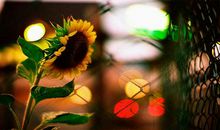 初三状物作文：向日葵_650字