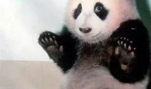 初三状物作文：国宝大熊猫_650字