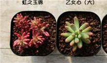 初三状物作文：虹之玉_700字