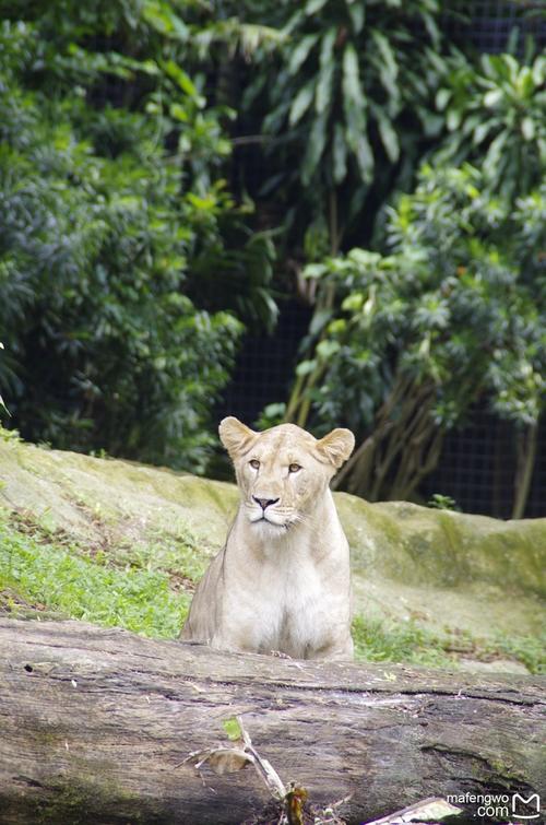 Zoo Tour_600字