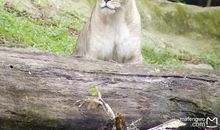 动物园之旅_600字